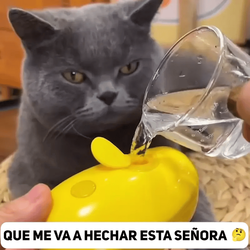 GIF_CEPILLO_GATO
